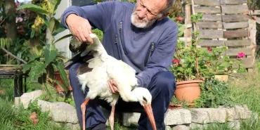 Leylek 'Ateş' Mahallede Yaşıyor
