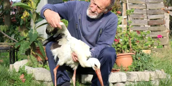 Leylek 'Ateş' Mahallede Yaşıyor