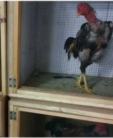 Sakarya'da Horoz Dövüşüne Operasyon