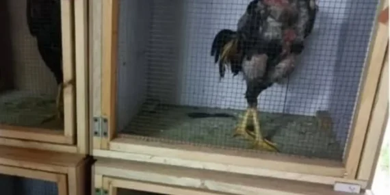 Sakarya'da Horoz Dövüşüne Operasyon